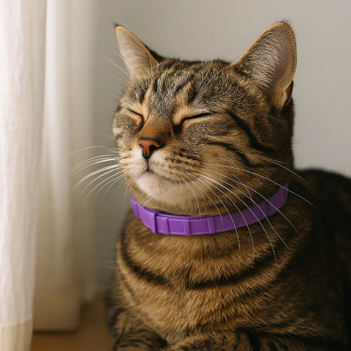 Pourquoi les chats adorent les colliers anti-stress ?