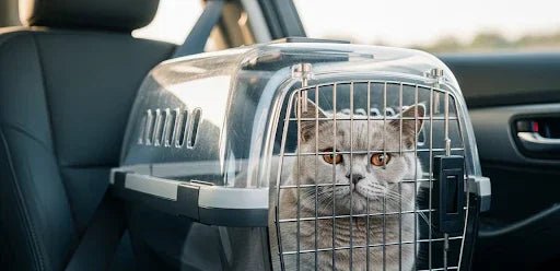 Cage de transport chat - ChatMour