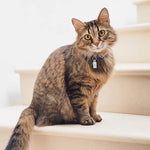 Collier chat adresse - Vignette | ChatMour