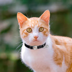 Collier chat cuir personnalisé - Vignette | ChatMour