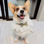 Collier chat nœud papillon - Vignette | ChatMour