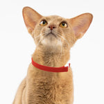 Collier élastique pour chat - Vignette | ChatMour