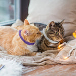 Collier phéromone chat - Vignette | ChatMour