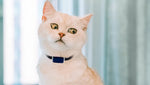 Collier pour chat géolocalisable - Vignette | ChatMour