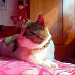 Collier pour chat male - Vignette | ChatMour