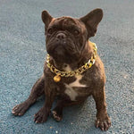 Collier pour chat male - Vignette | ChatMour