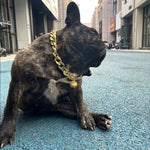 Collier pour chat male - Vignette | ChatMour