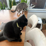 Collier pour chat personnalisable - Vignette | ChatMour