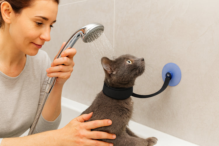 Fixation douche chat main