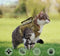 Harnais militaire pour chat - ChatMour
