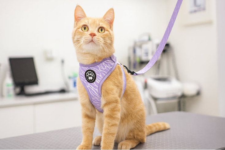 Harnais à motif pour chat cabinet