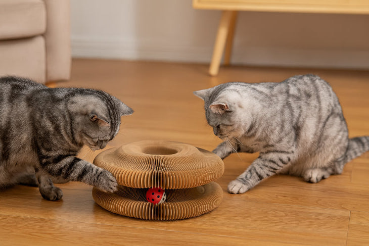 Jouets pour chats carton