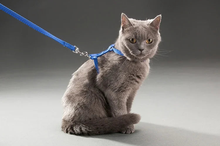 Laisse pour chat fond gris
