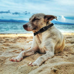 Mini camera collier chat - Vignette | ChatMour