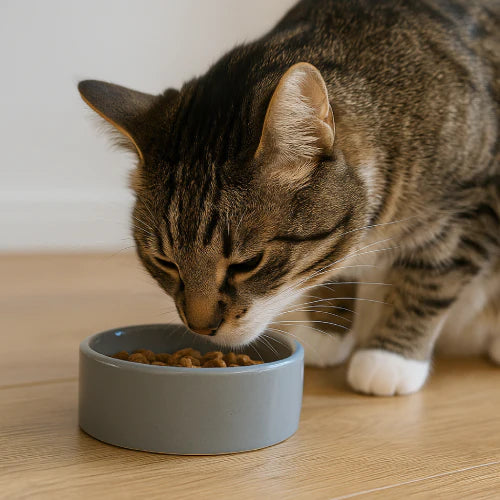 Pourquoi ton chat n’aime pas sa gamelle actuelle ?