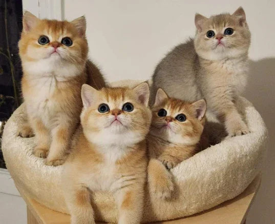 À Partir De Quel Âge Peut-On Adopter Un Chaton ? 🐾 - ChatMour