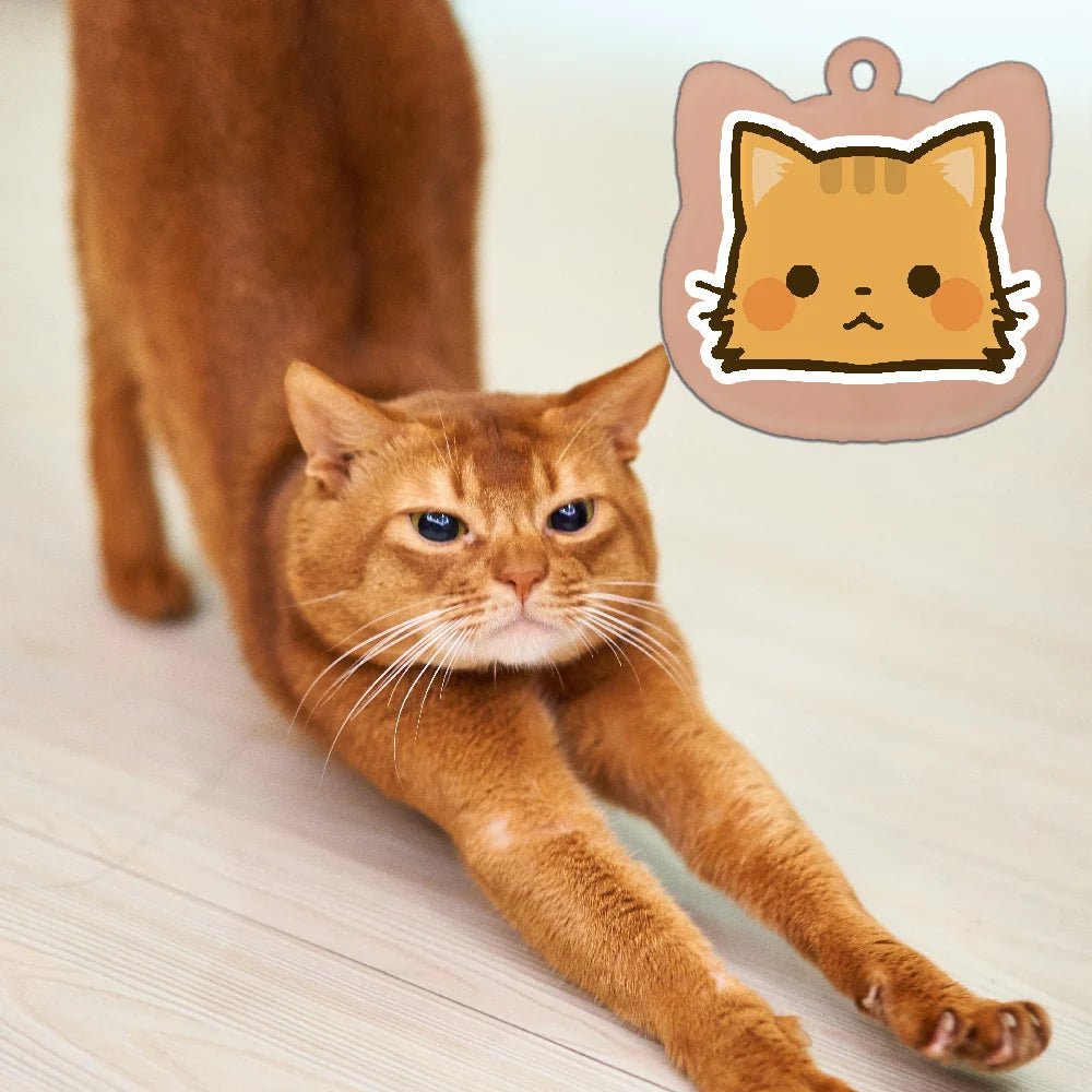 Accessoire chat collier - ChatMour