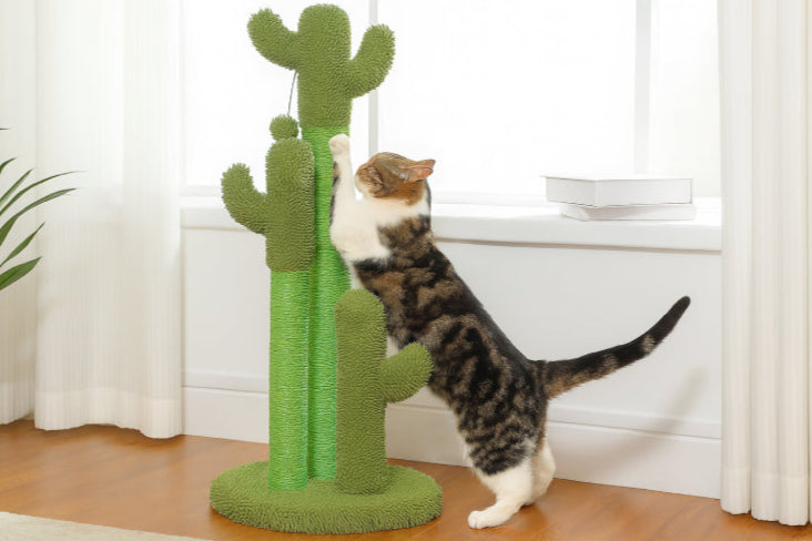 Cactus griffoir pour chat fenêtre 
