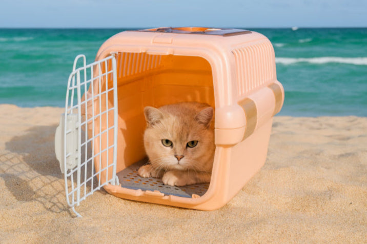 Cage de transport été plage
