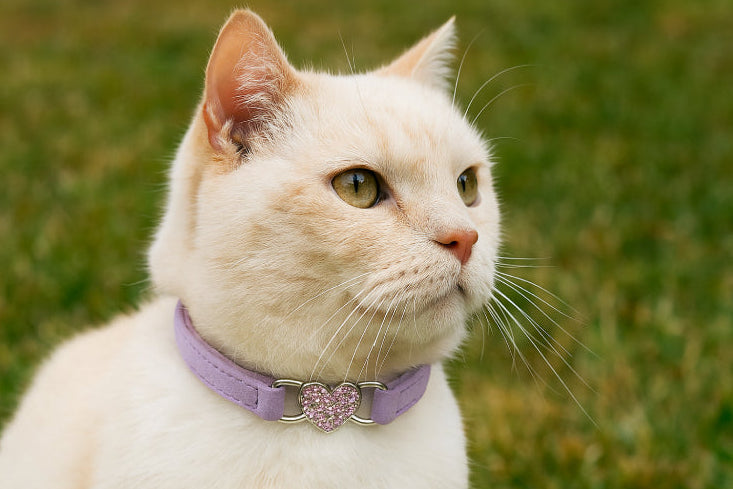 Clochette collier chat cœur violet