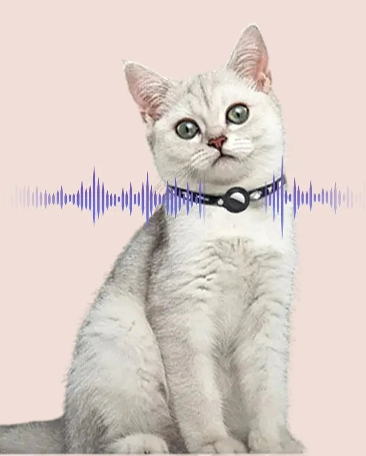 Collier GPS pour chat - ChatMour