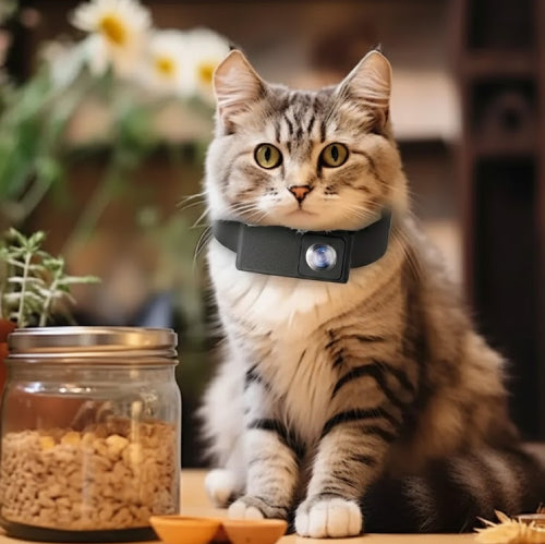 Collier camera connectée portable pour chats chat 