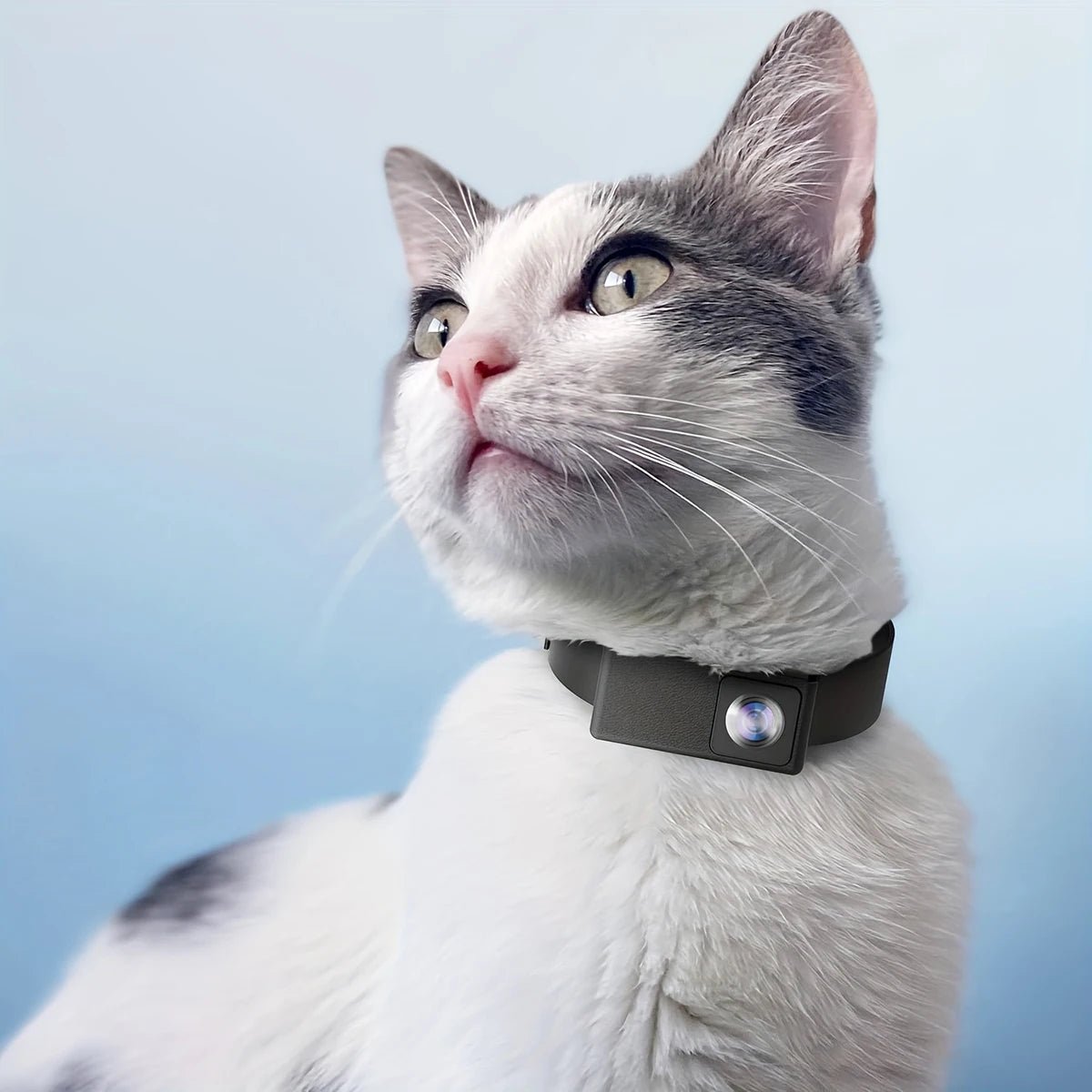 Collier camera connectée portable pour chats - ChatMour