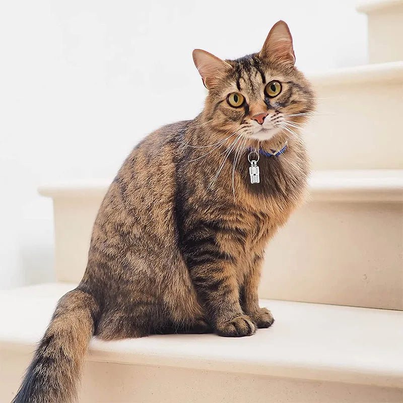 Collier chat adresse - ChatMour