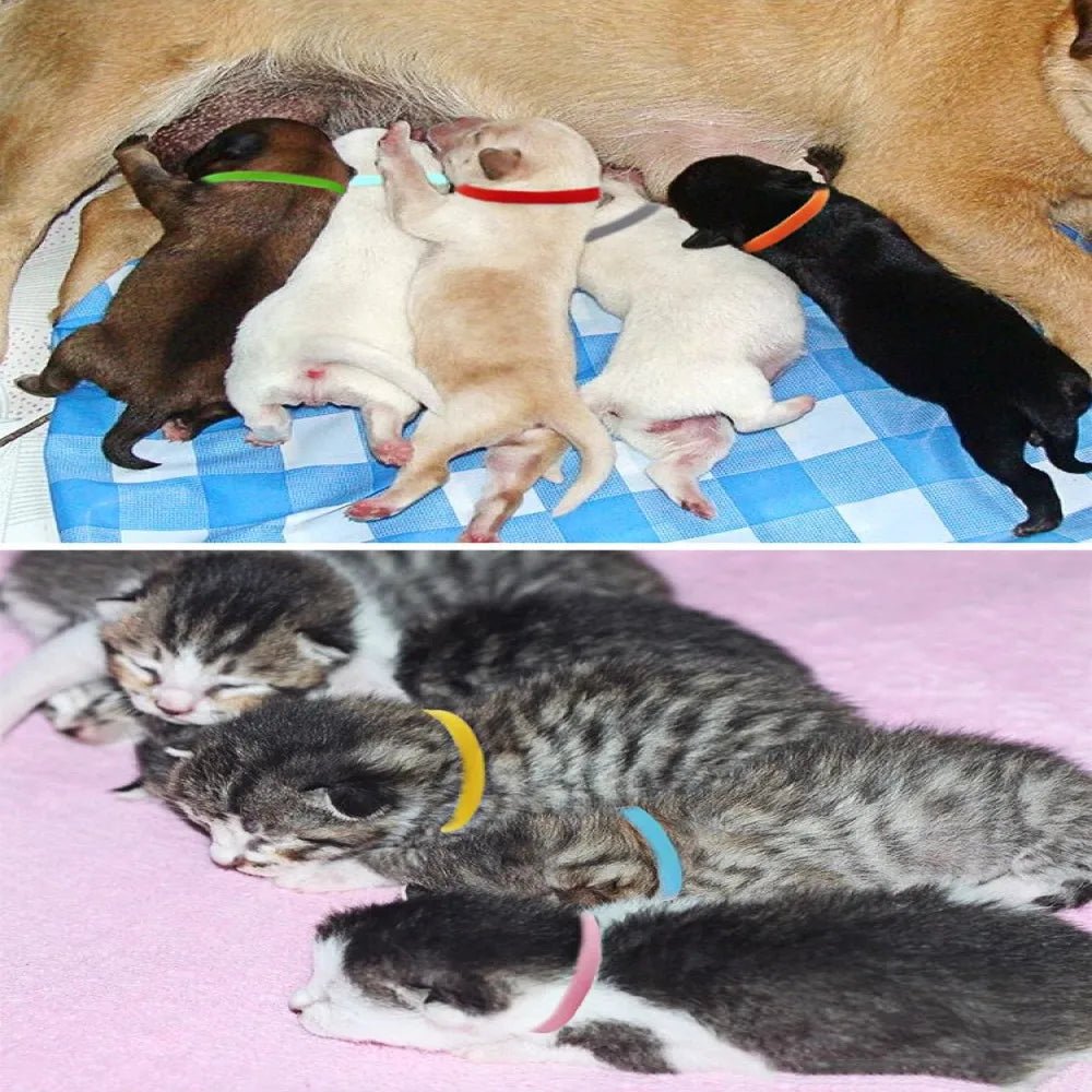 Collier chat - ChatMour