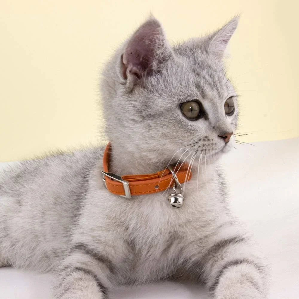 Collier chat cuir anti étranglement - ChatMour