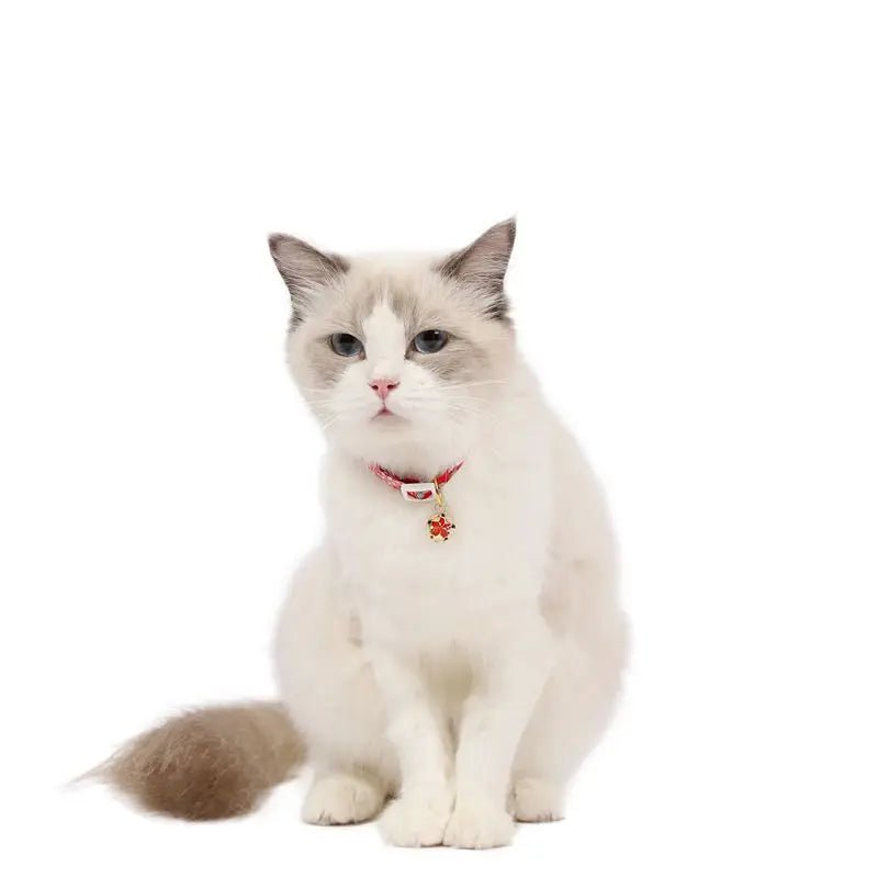 Collier chat femelle - ChatMour