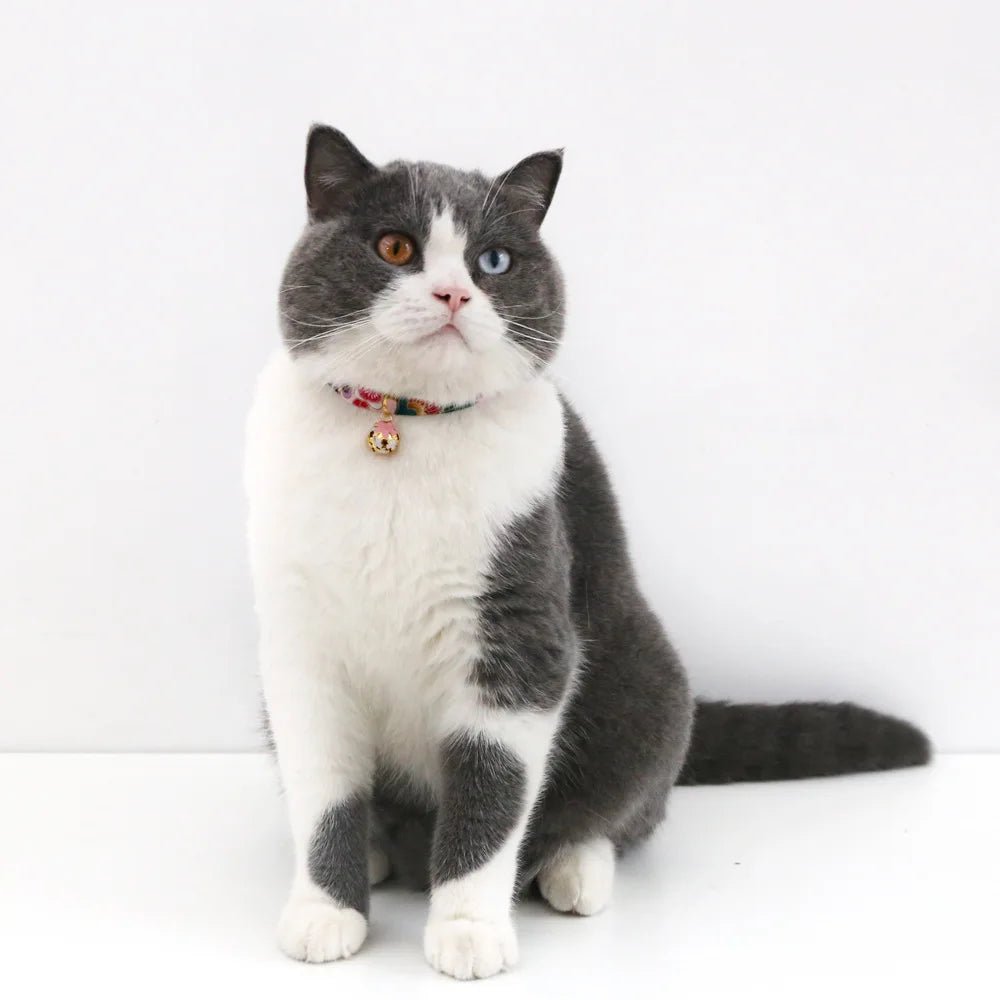 Collier chat femelle - ChatMour