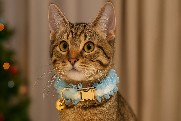 Collier chat gravé dentelle bleu 