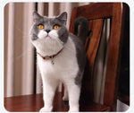 Collier chat personnalisé anti étranglement - Vignette | ChatMour