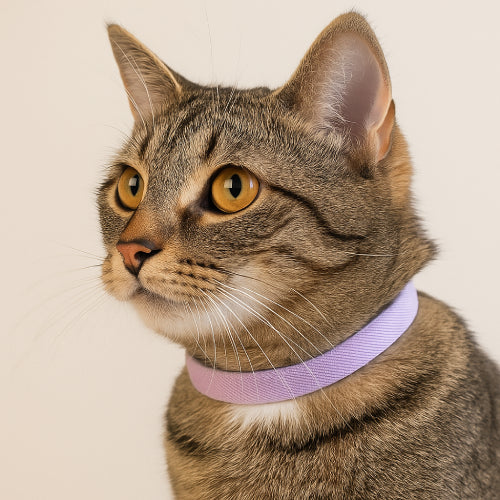 Collier élastique pour chat  violet cou 