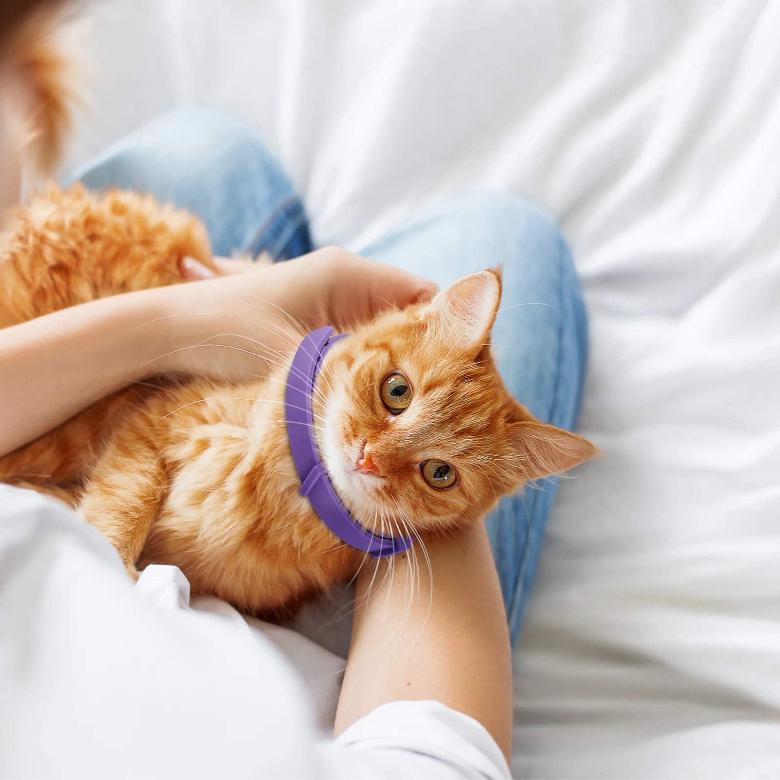 Collier phéromone chat - ChatMour