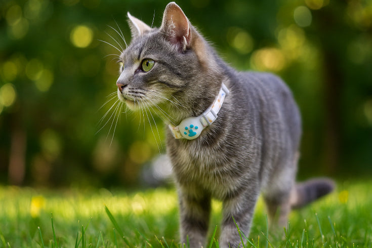  Collier pour GPS pour chat sans abonnement bleu blanc 