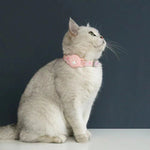 Collier pour GPS pour chat sans abonnement - Vignette | ChatMour
