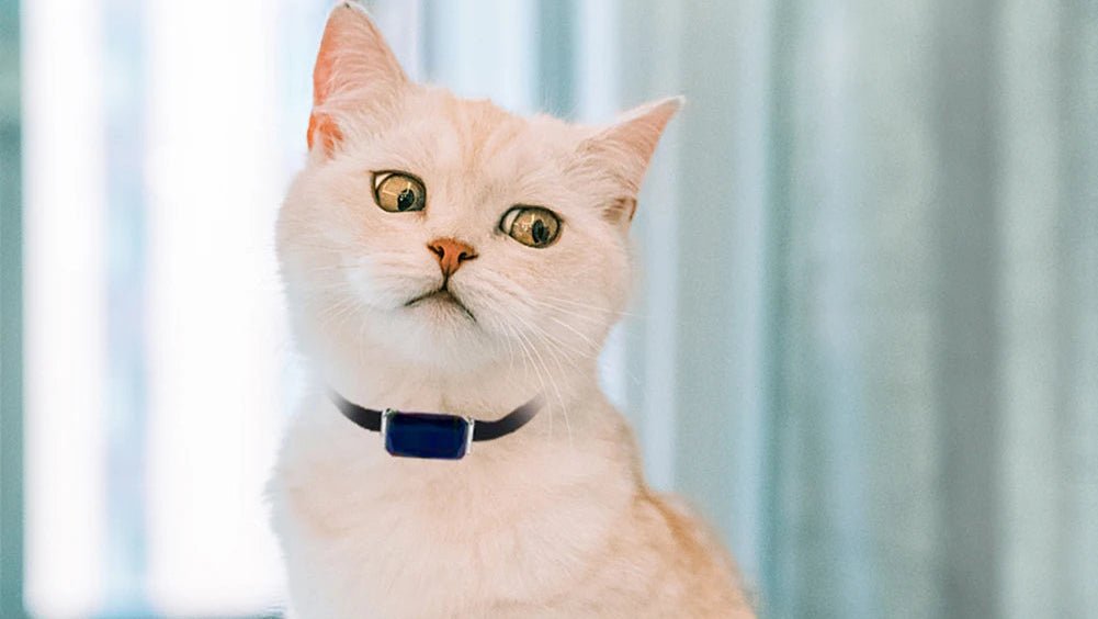 Collier pour chat géolocalisable - ChatMour