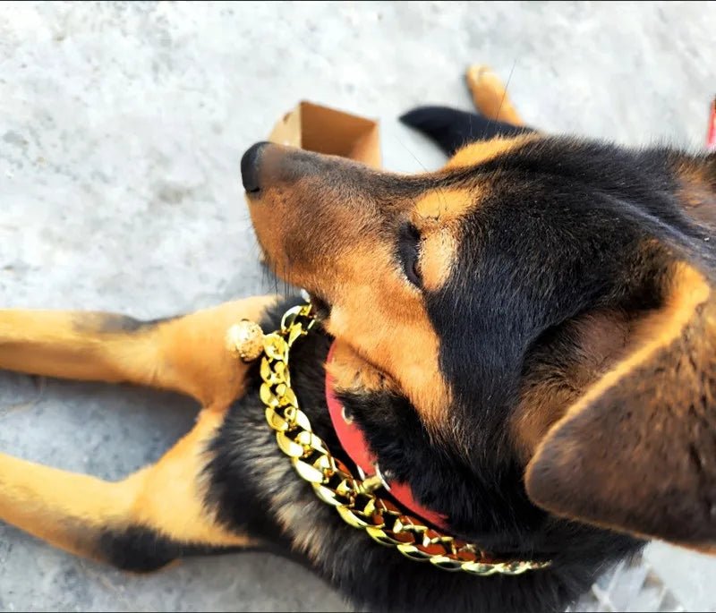 Collier pour chat male - ChatMour