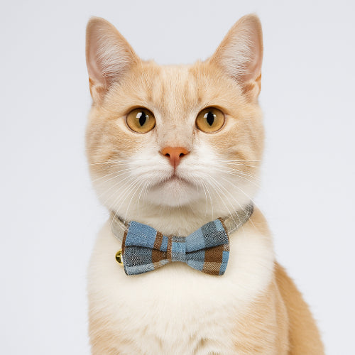 Collier pour chat nœud papillon fond blanc 