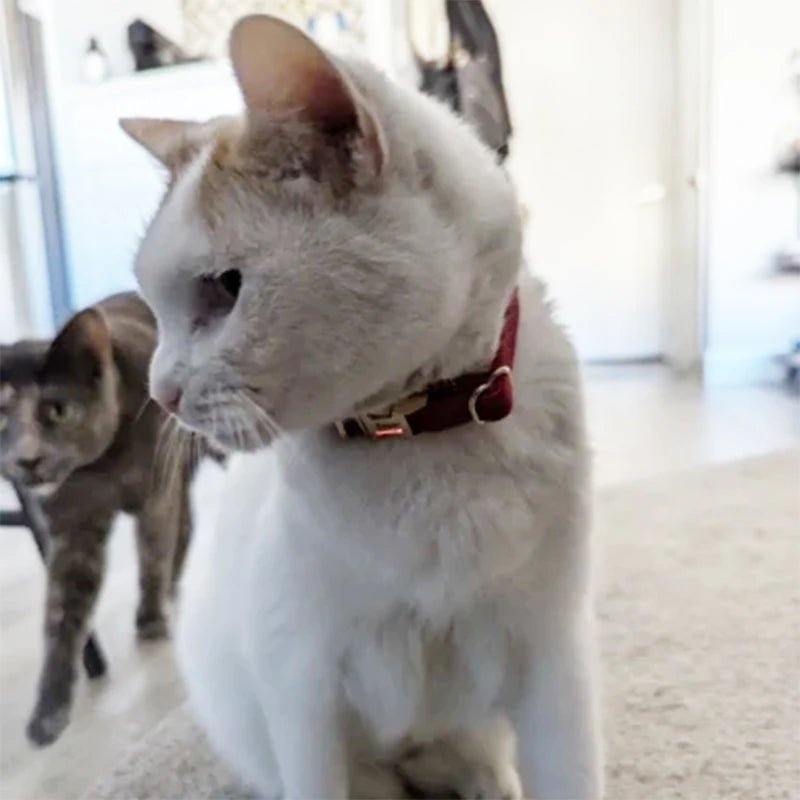 Collier pour chat personnalisable - ChatMour