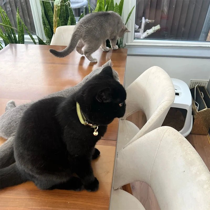 Collier pour chat personnalisable - ChatMour