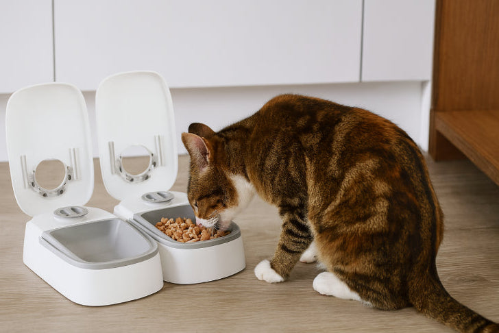 Double distributeur nourriture pour chat sol