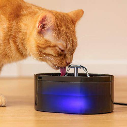 Fontaine d'eau XXL pour chat orange