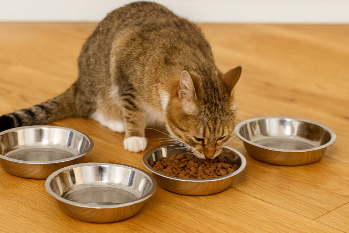 Gamelle en inox antidérapant Parquet