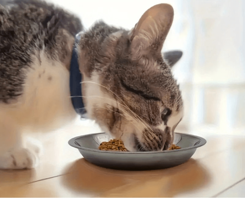 Gamelle en inox antidérapant - ChatMour