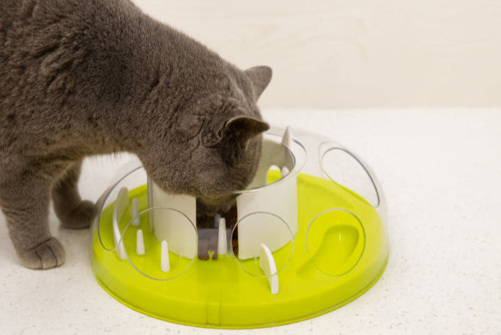 Gamelle ludique pour chat manger