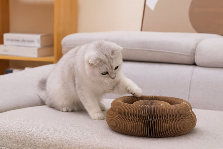 Griffoir jouet pour chat salon