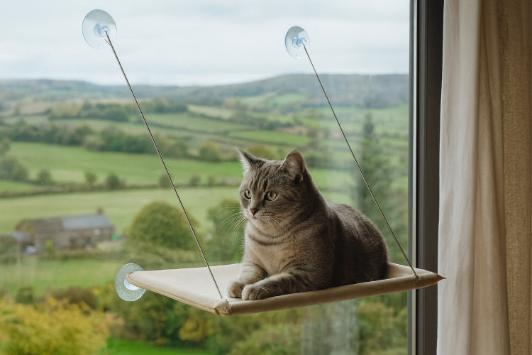 Hamac suspendu chat vue